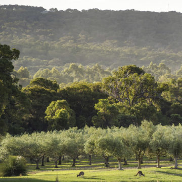 Petra Extra Virgin Olive Oil Estate Exterior Photo