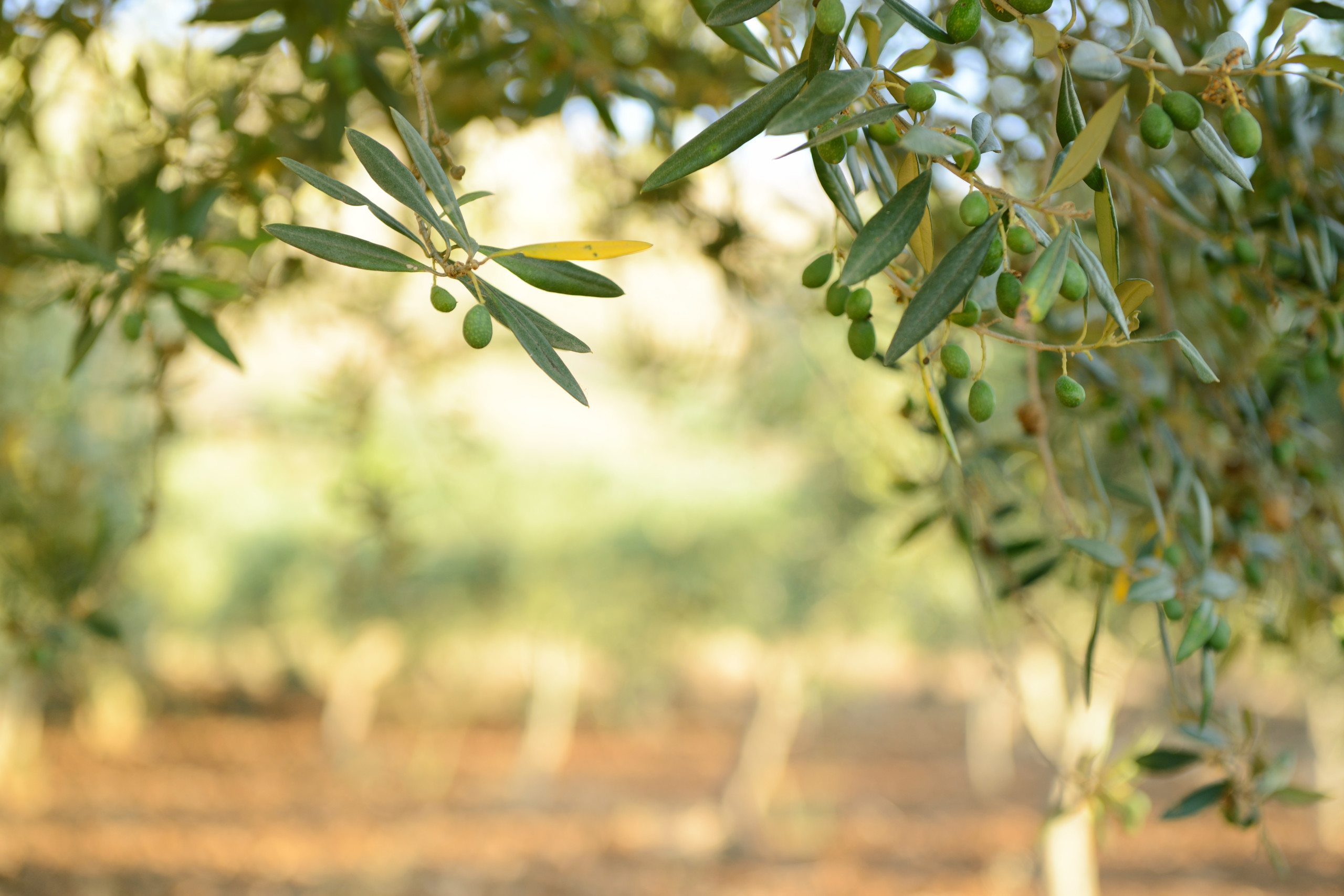 Olive Oil Trees