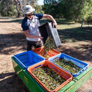 Petra Extra Virgin Olive Oil Estate Hand Harvesting Olives