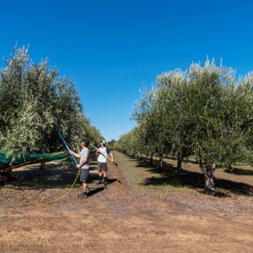 Petra Extra Virgin Olive Oil Estate Hand Harvesting Olives