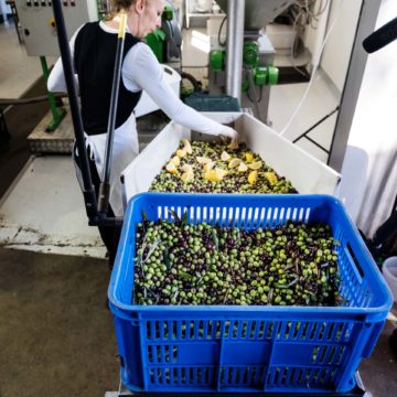 Petra Extra Virgin Olive Oil Estate Making Agrumato