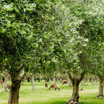 Petra Estate Margaret River-Olive Groves and Kangaroos