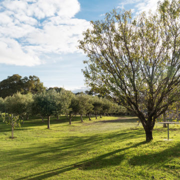 Petra Extra Virgin Olive Oil Estate Tractor Shed