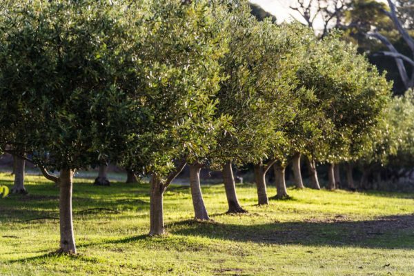 Petra Estate Olive Groves