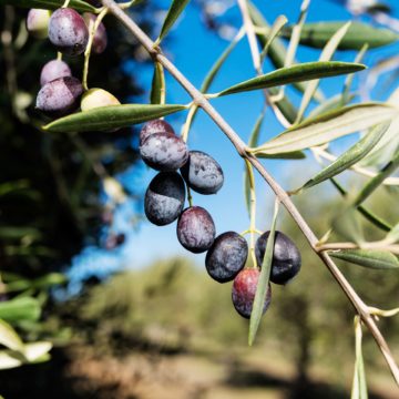 Petra Extra Virgin Olive Oil Estate Harvesting Olives