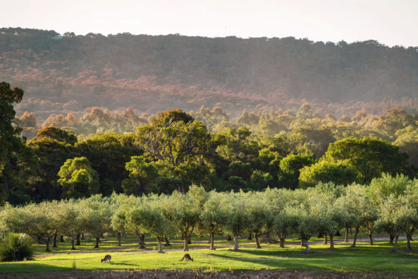 Petra Extra Virgin Olive Oil Estate At Sunset