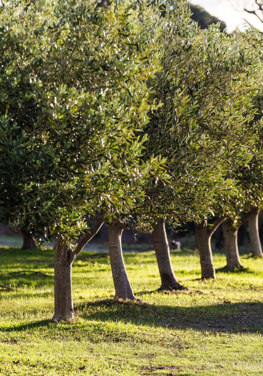 Petra Extra Virgin Olive Oil Olive Grove at Dusk